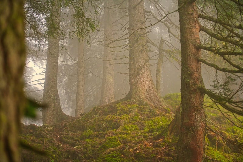 Magical Forest